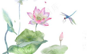 荷花荷叶