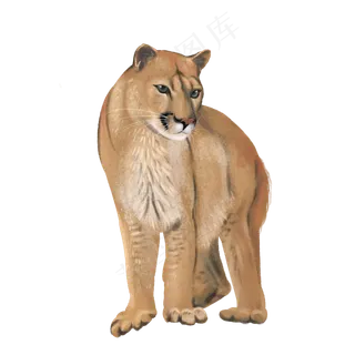 野生非洲母狮子,免抠元素