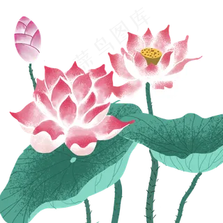 夏季古风平面设计荷花,免抠元素 夏季古风平面设计荷花,免抠元素