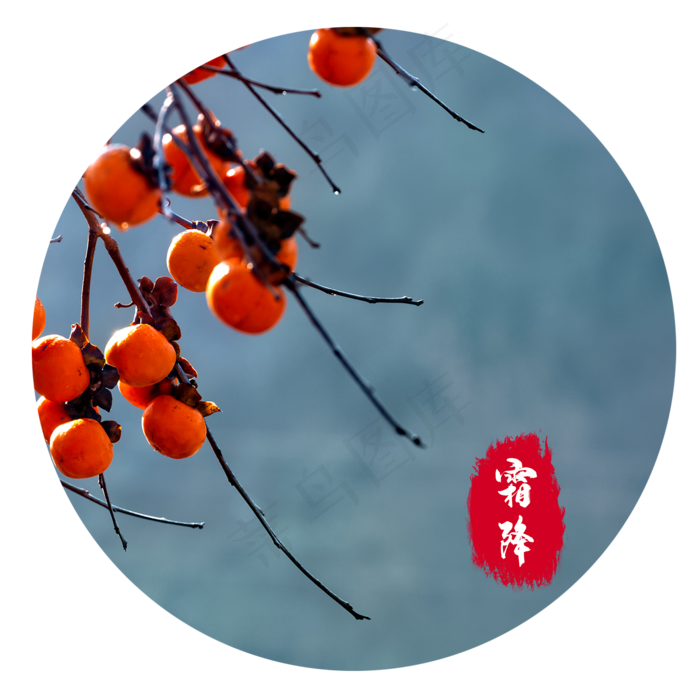 霜降成熟柿子(2000X2000(DPI:300))psd模版下载