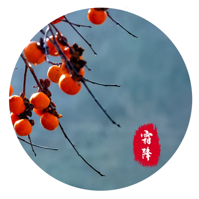 霜降成熟柿子(2000X2000(DPI:300))psd模版下载