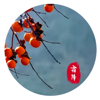 霜降成熟柿子 霜降成熟柿子
