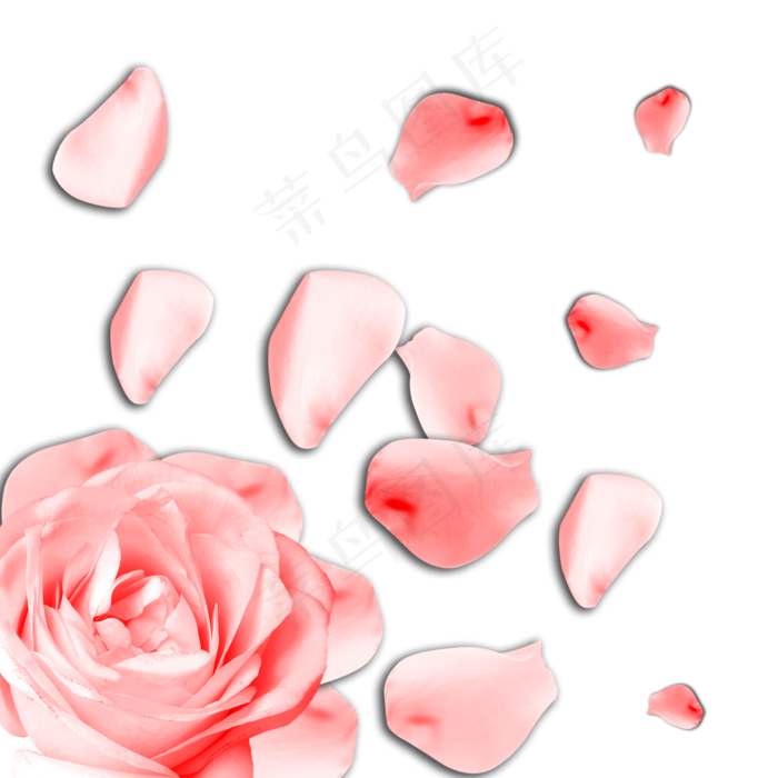 粉色玫瑰花花瓣,免抠元素(2000*2000px 300 dpi )psd模版下载