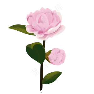 粉色花朵山茶花