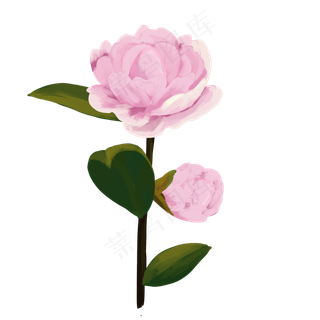 粉色花朵山茶花