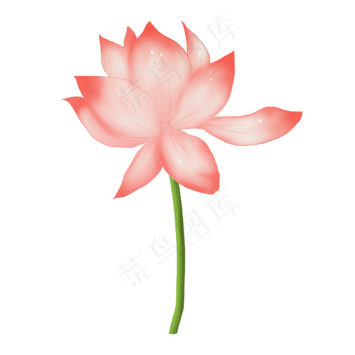 手绘荷花png素材(2000X2000(DPI:72))psd模版下载