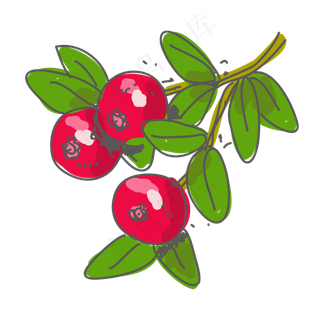 涂鸦蔓越莓矢量图片