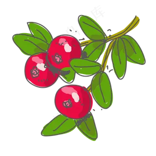 涂鸦蔓越莓矢量图片