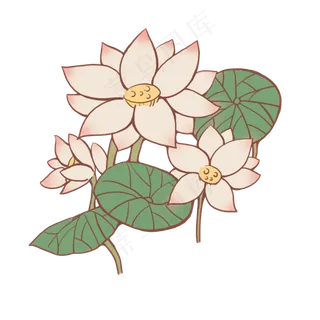 手绘荷花荷叶粉色的花