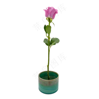 紫色玫瑰绿色瓷器