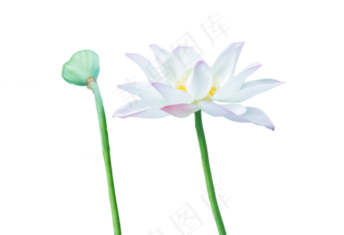 荷花莲蓬(1554X1063(DPI:300))psd模版下载
