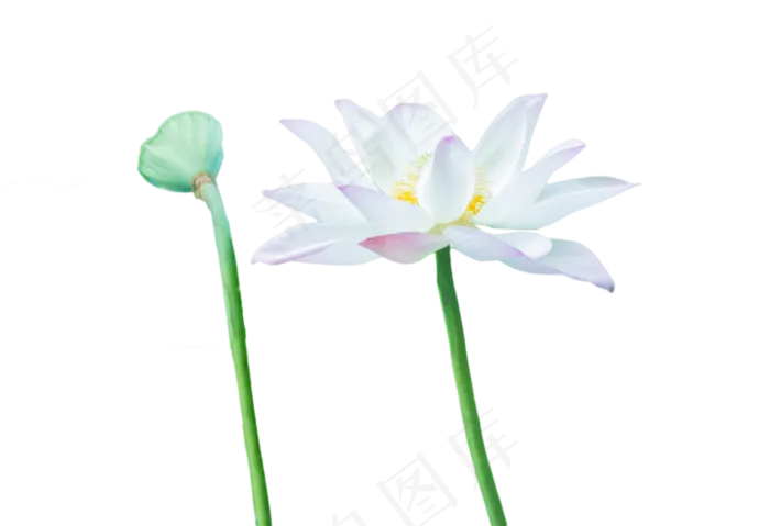 荷花莲蓬(1554X1063(DPI:300))psd模版下载
