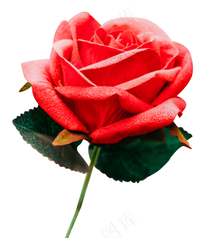 玫瑰月季,免抠元素