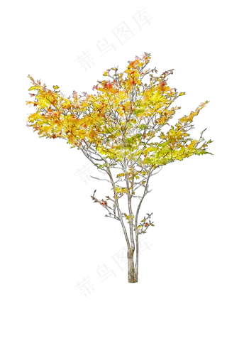 橙黄手绘水彩风环艺水彩树免扣p