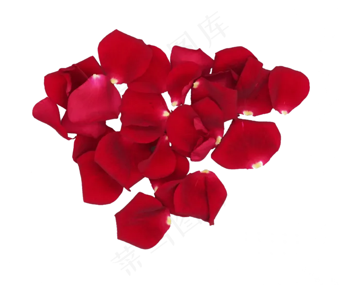 玫瑰花卉花瓣(2386*2000px 300 dpi )