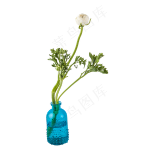 白色玫瑰花（png免抠）