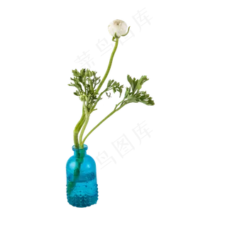 白色玫瑰花（png免抠）