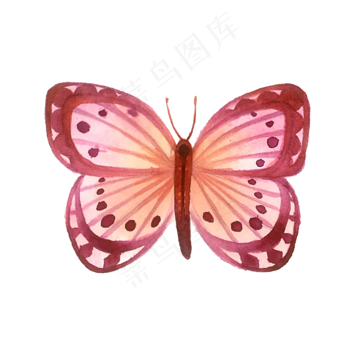 蝴蝶桃色水红PNG翅膀昆虫彩蝶,免抠元素(3000X3000(DPI:300))psd模版下载