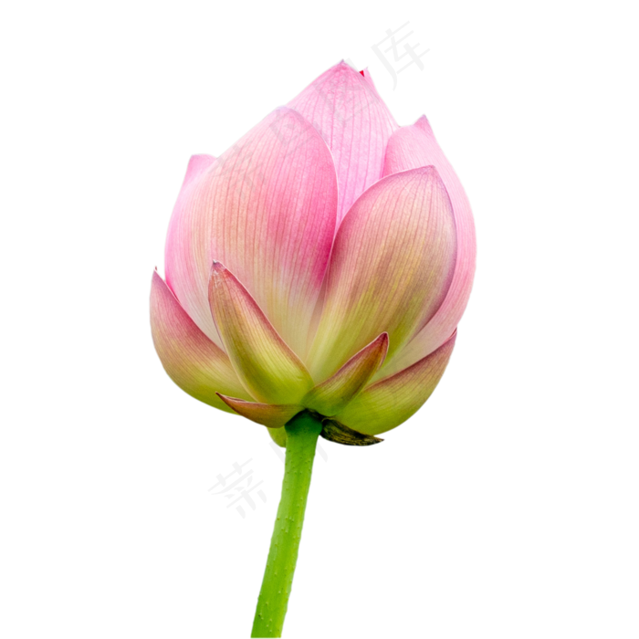 夏天荷花(2048X2048(DPI:300))