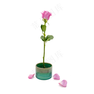 紫色玫瑰花和花瓣