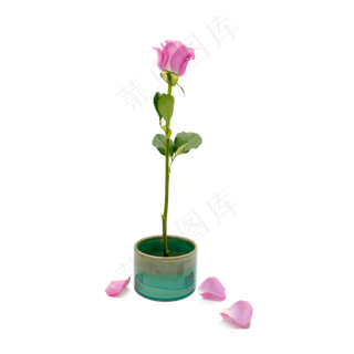 紫色玫瑰花和花瓣 紫色玫瑰花和花瓣