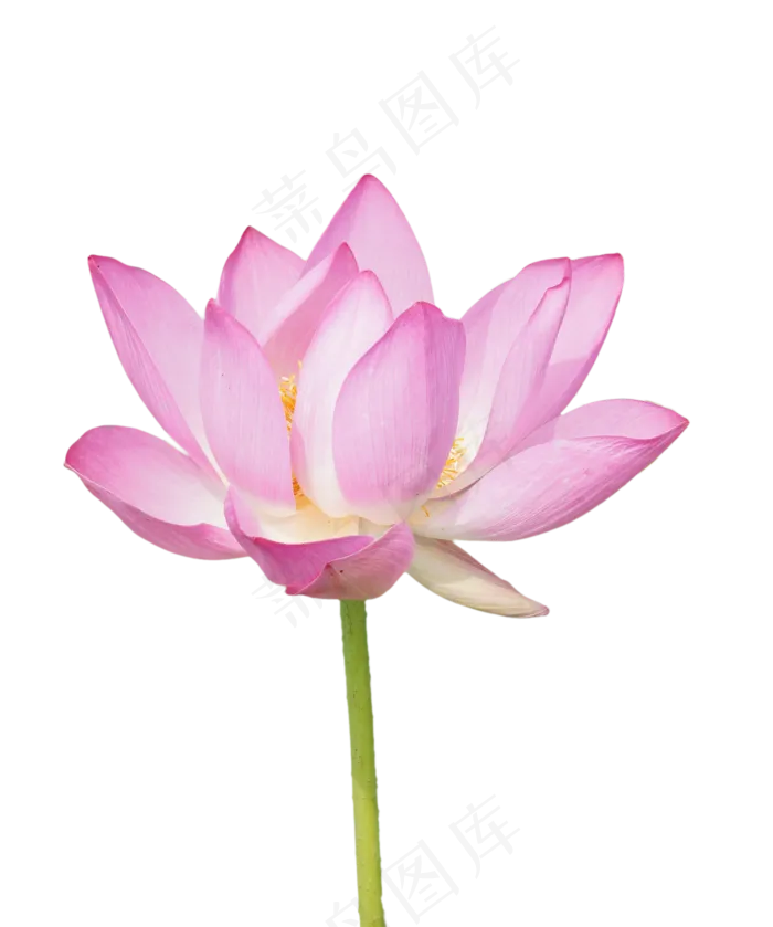 精美荷花实物(2000X3000(DPI:300))