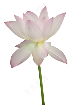 一朵荷花