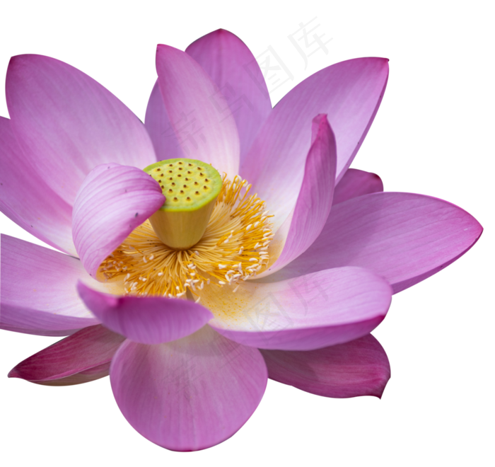 粉色荷花(4004X3774(DPI:300))psd模版下载