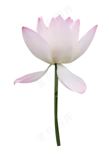 一多盛开的粉边白荷花