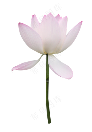 一多盛开的粉边白荷花