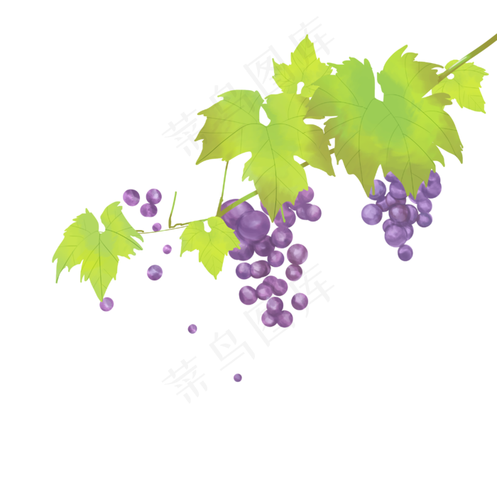 紫色葡萄藤植物,免抠元素(3000X3000(DPI:300))psd模版下载