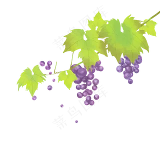 紫色葡萄藤植物,免抠元素