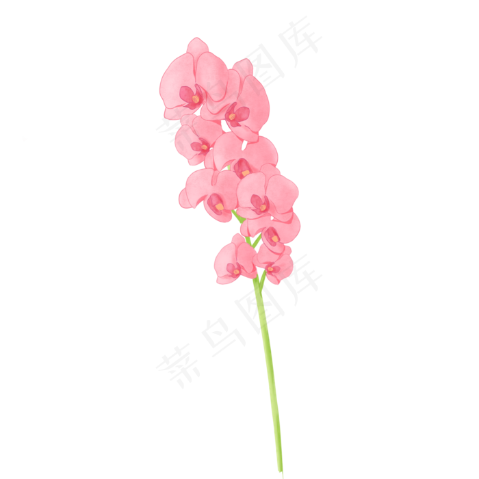 手绘水彩节日用花蝴蝶兰,免抠元素(2050X2050(DPI:299))psd模版下载