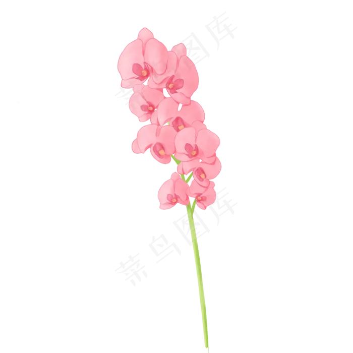 手绘水彩节日用花蝴蝶兰,免抠元素