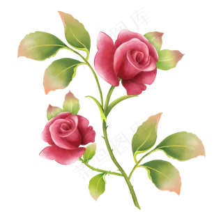 玫瑰花卉植物花朵