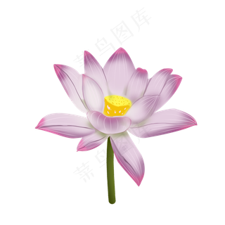 新植物花卉荷花