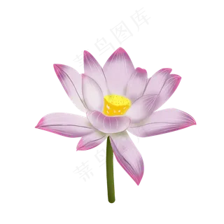 新植物花卉荷花