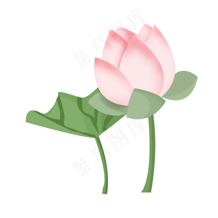 手绘粉色荷花插画