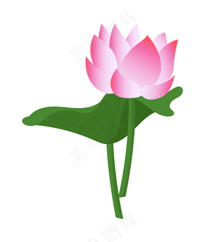 正在绽放的漂亮荷花