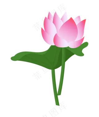 正在绽放的漂亮荷花