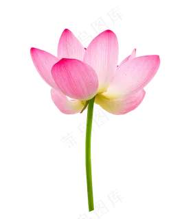 粉色花瓣荷花