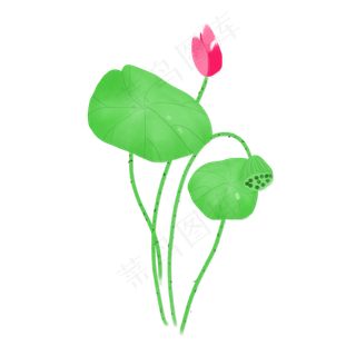 清明节荷花荷叶png素材