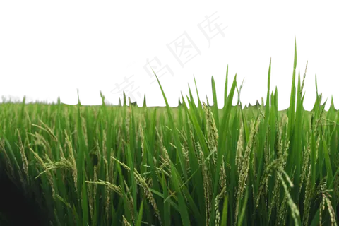 成片的稻子