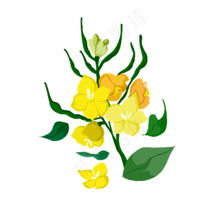 绿色叶子鲜花油菜花