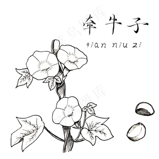 手绘黑白中药牵牛子装饰画,免抠元素