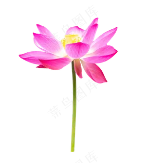 一株荷花