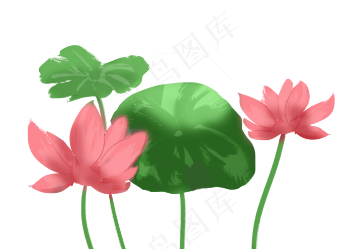 粉色花朵荷花插图