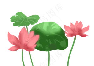 粉色花朵荷花插图