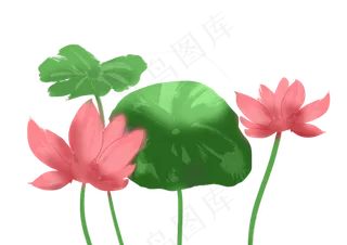 粉色花朵荷花插图