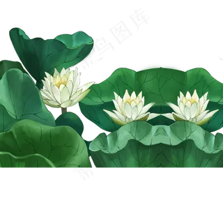 美丽的荷花绿色荷叶